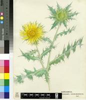 Berkheya stobaeoides Harv.