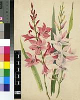 Watsonia borbonica (Pourr.) Goldblatt