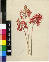 Disa ferruginea (Thunb.) Sw.