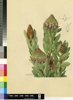 Protea glabra Thunb.