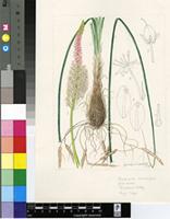 Bulbinella cauda-felis (L.f.) T.Durand & Schinz