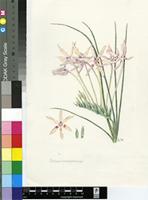 Babiana brachystachys (Baker) G.J.Lewis