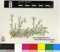 Helichrysum chionosphaerum DC.