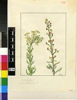 Manulea rubra (P.J.Bergius) L.f.