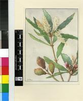 Brabejum stellatifolium L.