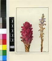 Hyobanche sanguinea L.