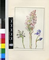 Disa bivalvata (L.f.) T.Durand & Schinz