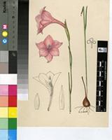 Gladiolus meridionalis G.J.Lewis