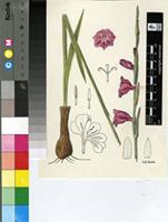Gladiolus guthriei F.Bolus