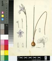 Gladiolus sp.