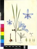 Babiana ambigua (Roem. & Schult.) G.J.Lewis
