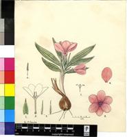 Babiana blanda (L.Bolus) G.J.Lewis