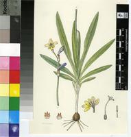 Synnotia parviflora G.J.Lewis