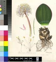 Haemanthus lanceifolius Jacq.
