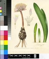 Haemanthus barkerae Snijman
