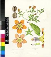 Diascia rudolphii Hiern