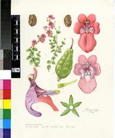 Diascia stricta Hilliard & B.L.Burtt