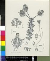 Serruria reflexa Rourke
