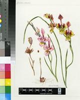 Gladiolus virescens Thunb.