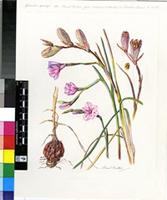 Gladiolus gueinzii Kunze