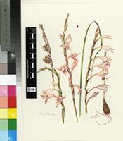 Gladiolus longicollis Baker