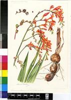 Crocosmia mathewsiana (L.Bolus) Goldblatt
