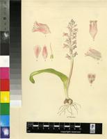 Lachenalia rosea Andrews