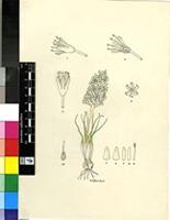 Lachenalia multifolia W.F.Barker