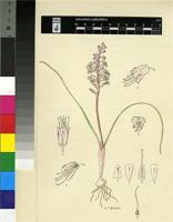 Lachenalia juncifolia Baker