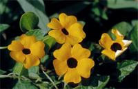 Thunbergia alata Bojer ex Sims