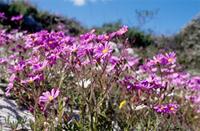 Senecio arenarius Thunb.