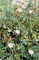 Geranium incanum Burm.f. var. b.
