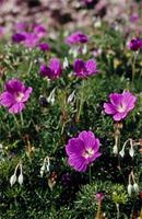 Geranium incanum Burm.f. var. b.
