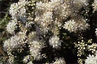 Agathosma capensis (L.) Dummer