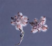 Acrostemon eriocephalus (Klotzsch) N.E.Br.