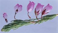 Erica axilliflora Bartl.