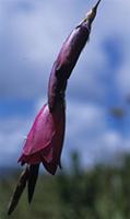 Dierama pulcherrimum (Hook.f.) Baker