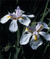 Dietes grandiflora N.E.Br.