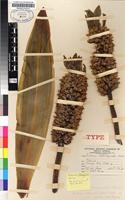 Isotype of Eucomis autumnalis (Mill.) Chitt. subsp. clavata (Baker) Reyneke [family HYACINTHACEAE]
