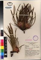 Isotype of Protea intonsa Rourke [family PROTEACEAE]