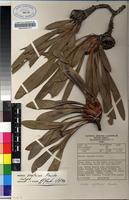 Isotype of Protea vogtsiae Rourke [family PROTEACEAE]