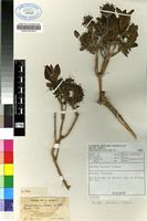 Isotype of Pavetta harborii S.Moore [family RUBIACEAE]