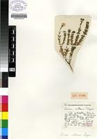 Isotype of Linum villosum C.M.Rogers [family LINACEAE]