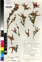 Isotype of Erica insignis E.G.H.Oliv. [family ERICACEAE]