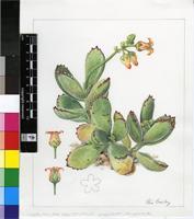 Cotyledon tomentosa Harv. subsp. tomentosa