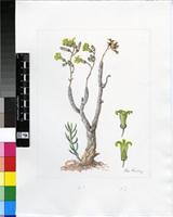 Tylecodon fragilis (R.A.Dyer) Toelken