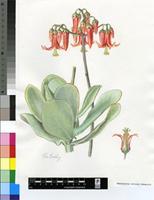 Cotyledon velutina Hook.f.