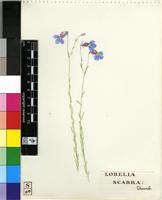 Monopsis decipiens (Sond.) Thulin
