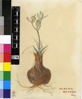 Ornithogalum setosum (Jacq.) J.C.Manning & Goldblatt