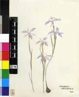 Moraea stricta Baker